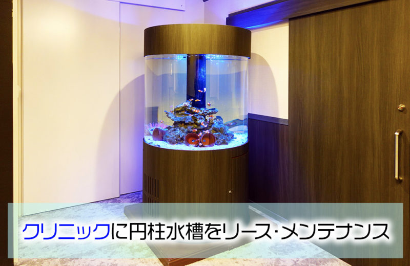 クリニックの直径1ｍ大型円柱水槽！その後の様子・たくさんのカクレクマノミ 水槽画像１