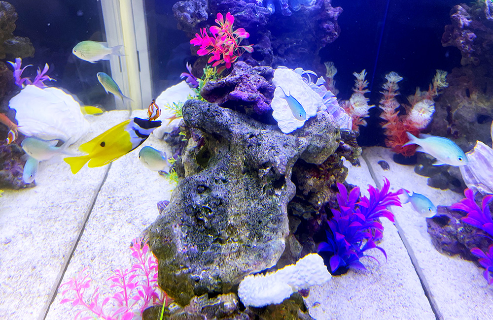 岩組と人工水草を配置した海水魚水槽を泳ぐ黄色い魚と小魚