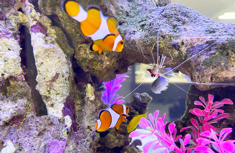 企業様のオフィスに設置!さわやかな癒しの90cm海水魚水槽 水槽画像4