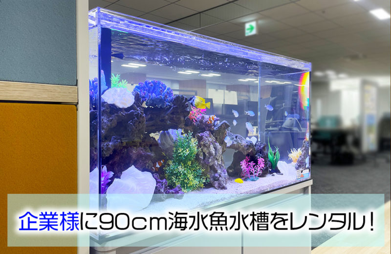 企業様のオフィスに設置!さわやかな癒しの90cm海水魚水槽 水槽画像1
