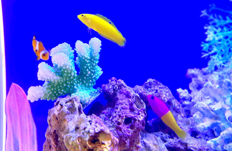 保育園様に海水魚水槽をレンタル！月2回メンテナンスで管理しています 水槽画像３