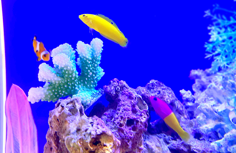 サンゴと海水魚が泳ぐ青い背景の海水水槽内観