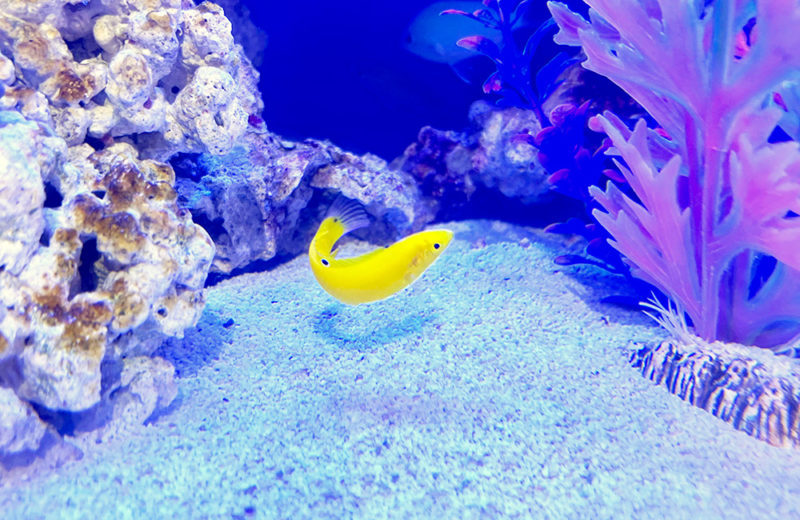 保育園様に海水魚水槽をレンタル！月2回メンテナンスで管理しています 水槽画像４