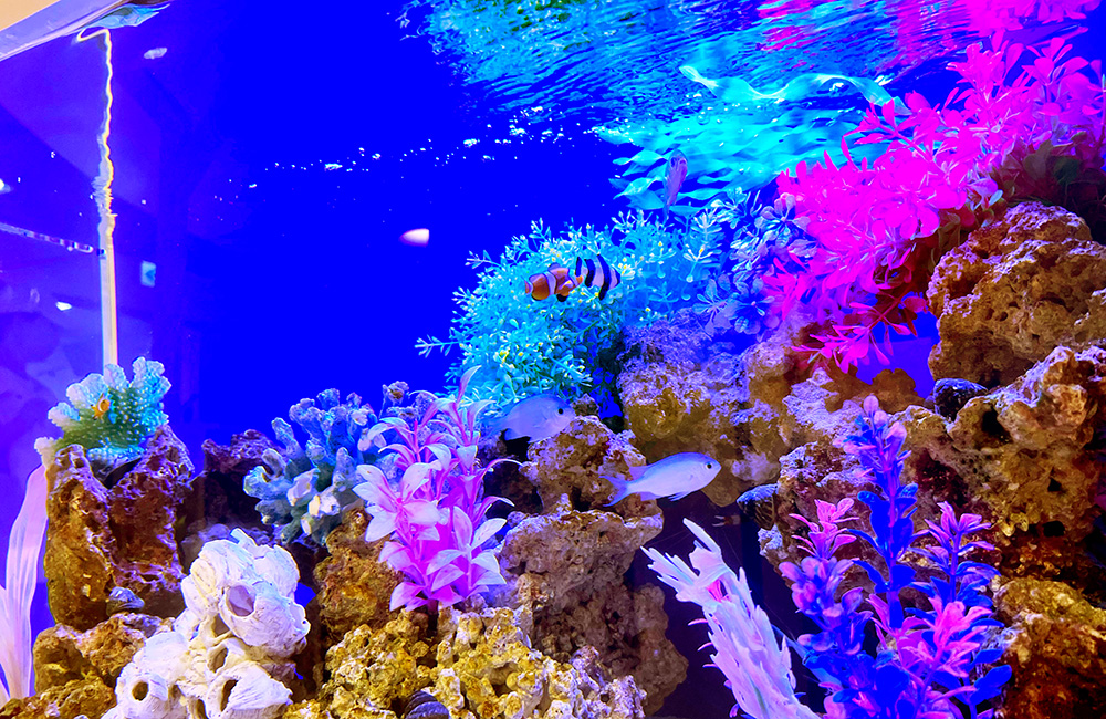 青い照明の海水魚水槽と人工水草やライブロックのレイアウト
