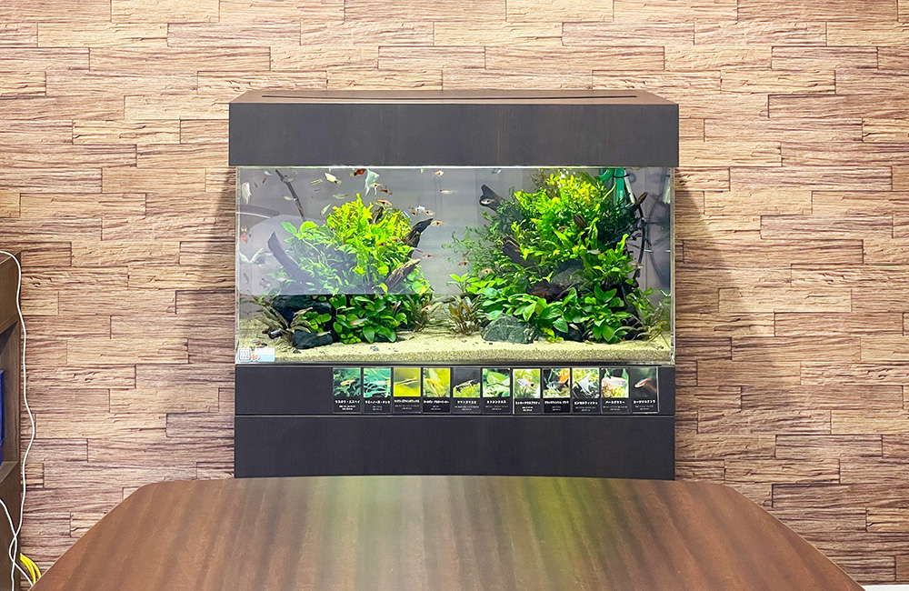 木目調の壁に設置された水草と熱帯魚の大型水槽
