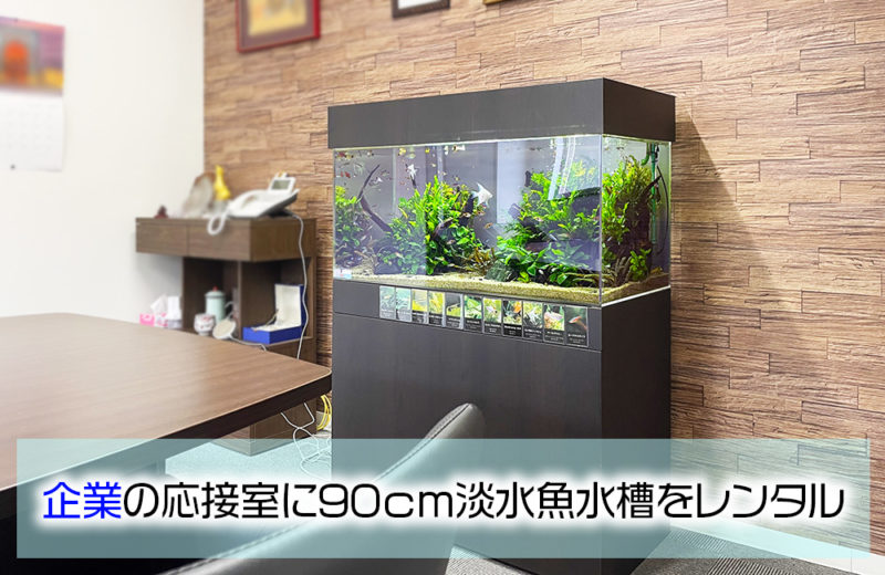 企業様の応接室に90cm淡水魚水槽をレンタル!4年目の様子 水槽画像1