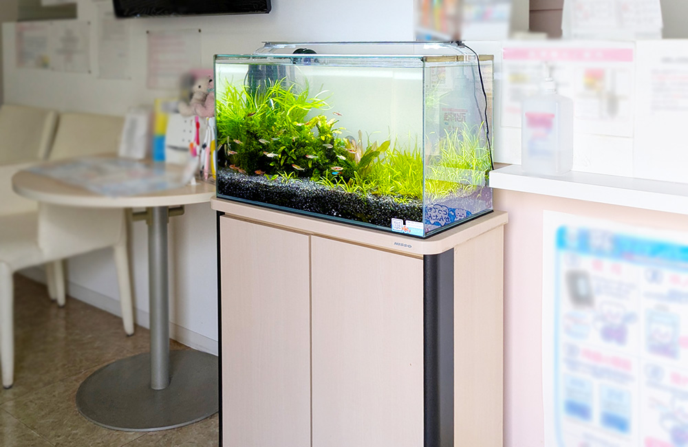 待合室の台に設置された水草と小型魚の泳ぐ水槽