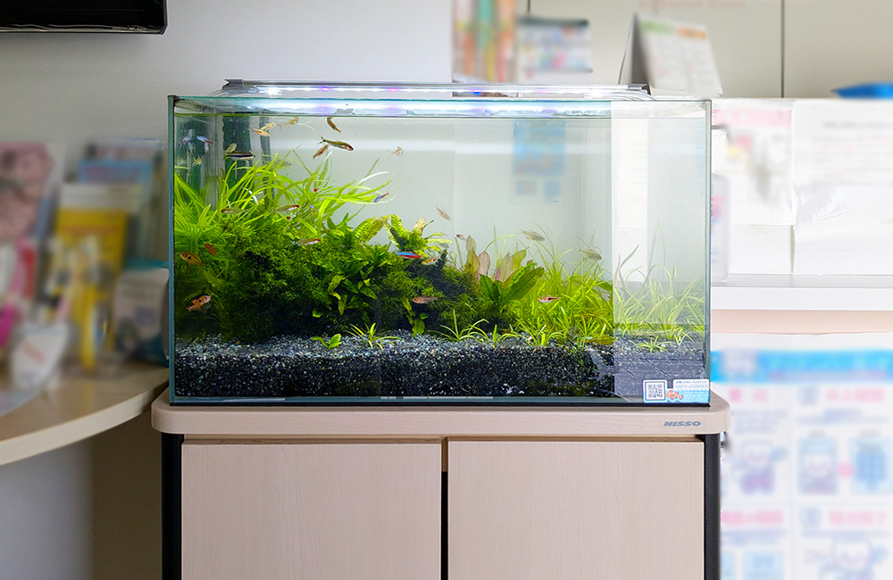 水草が茂る水槽内を泳ぐネオンテトラの仲間と小型魚類