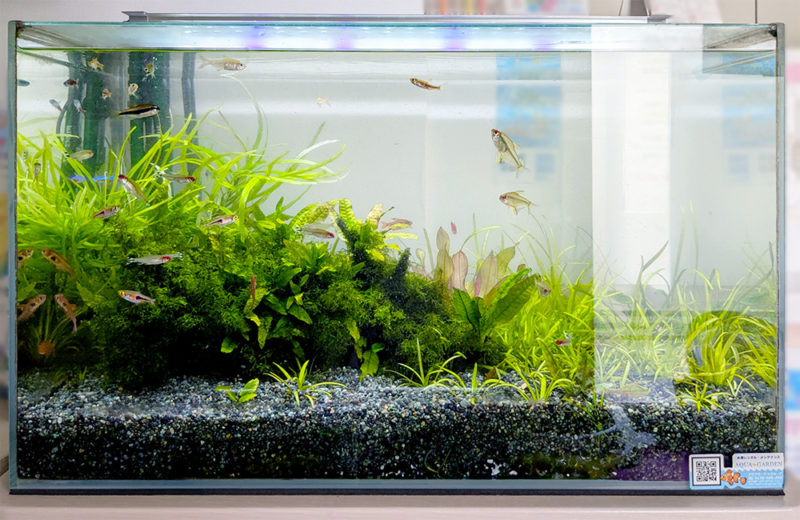 歯科クリニック様の60cm淡水魚水槽を定期メンテナンス！11年管理しています 水槽画像２