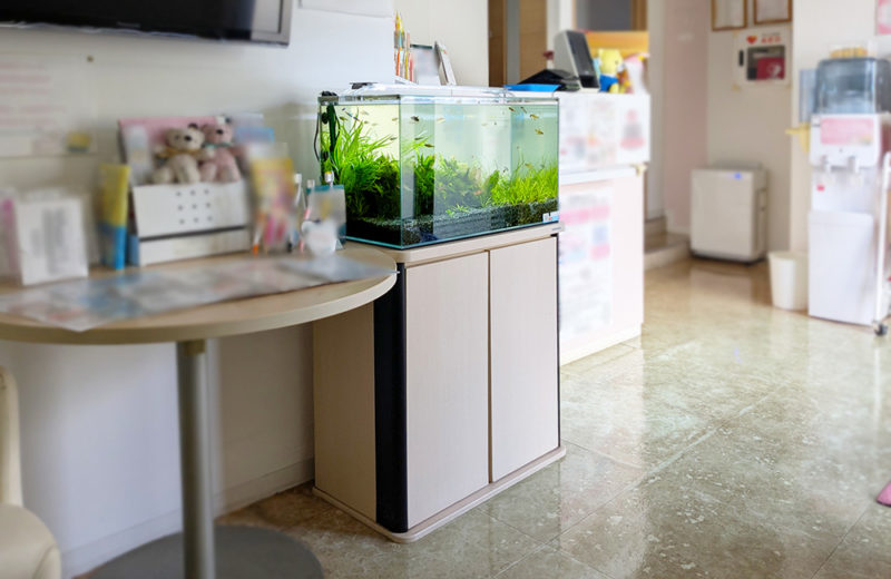 歯科クリニック様の60cm淡水魚水槽を定期メンテナンス！11年管理しています 水槽画像５
