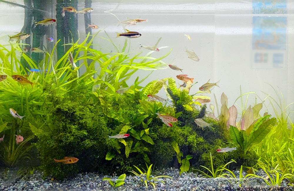 水草が茂る水槽内を泳ぐ小型カラシンと熱帯魚の群れ