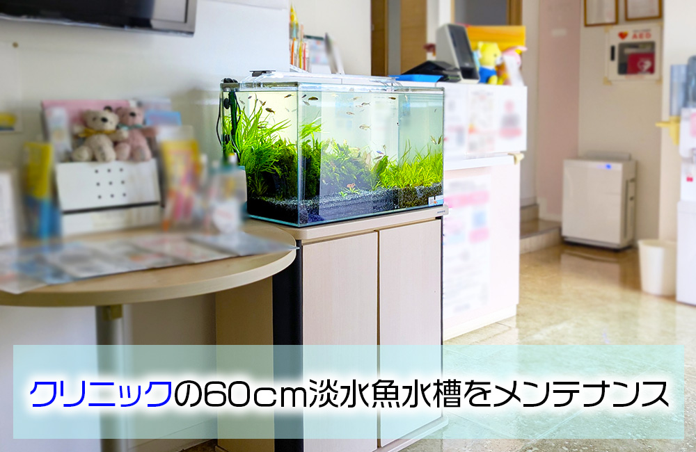 クリニックの60cm淡水魚水槽をメンテナンスの見出し画像