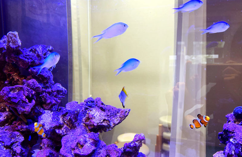 耳鼻科クリニック様に120cm埋め込み水槽を販売!定期メンテナンスで管理します 水槽画像4
