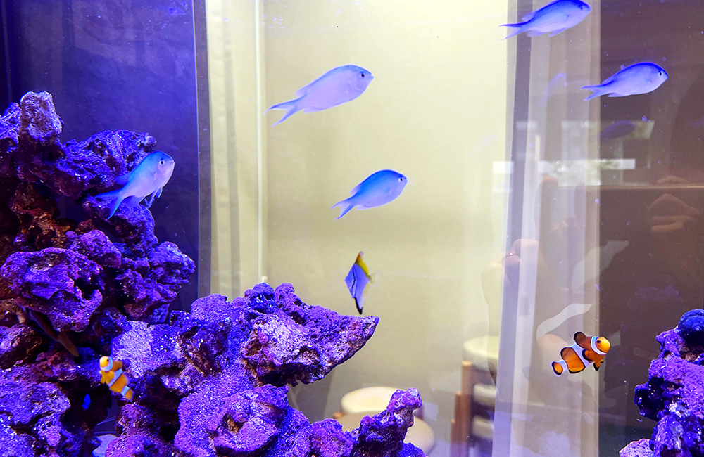 ライブロックとクマノミや青い海水魚が泳ぐ海水水槽内壁面