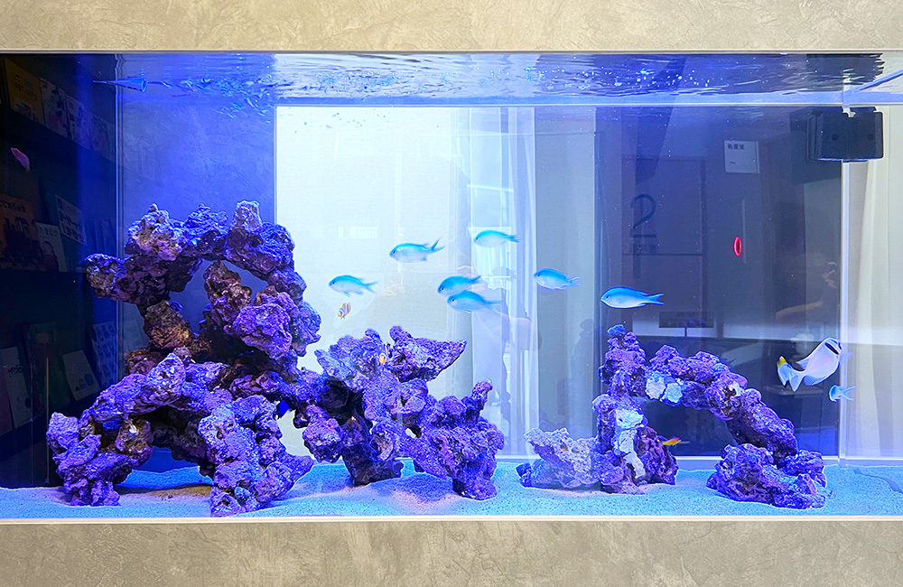 青い照明の海水魚水槽と泳ぐスズメダイの仲間とライブロック
