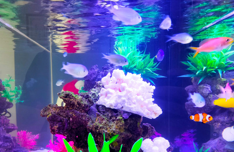 奈良こども療育学園「びりーぶ」様に90cm海水魚水槽をレンタル! 水槽画像4