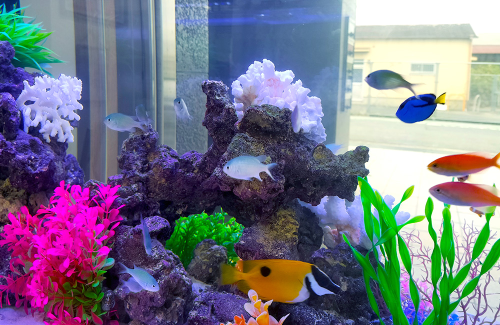 岩組と造花で彩られた海水魚水槽を泳ぐ熱帯魚たち