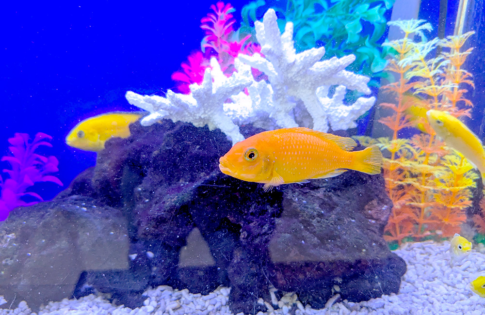 岩組とサンゴの模型を泳ぐオレンジ色の熱帯魚たち
