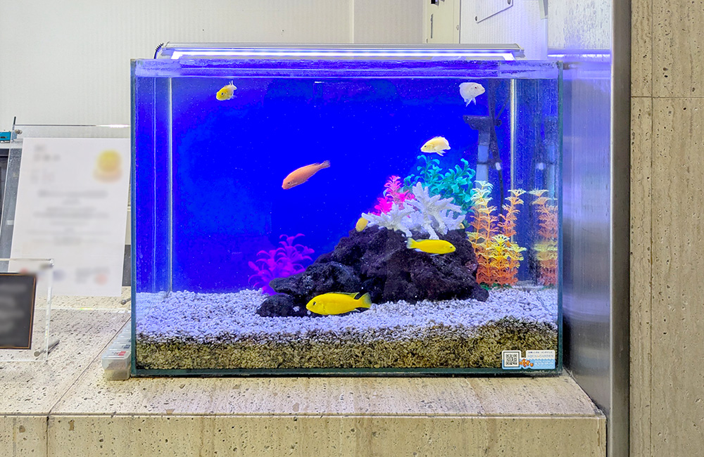 青い背景の水槽を泳ぐ黄色い熱帯魚と人工水草のレイアウト