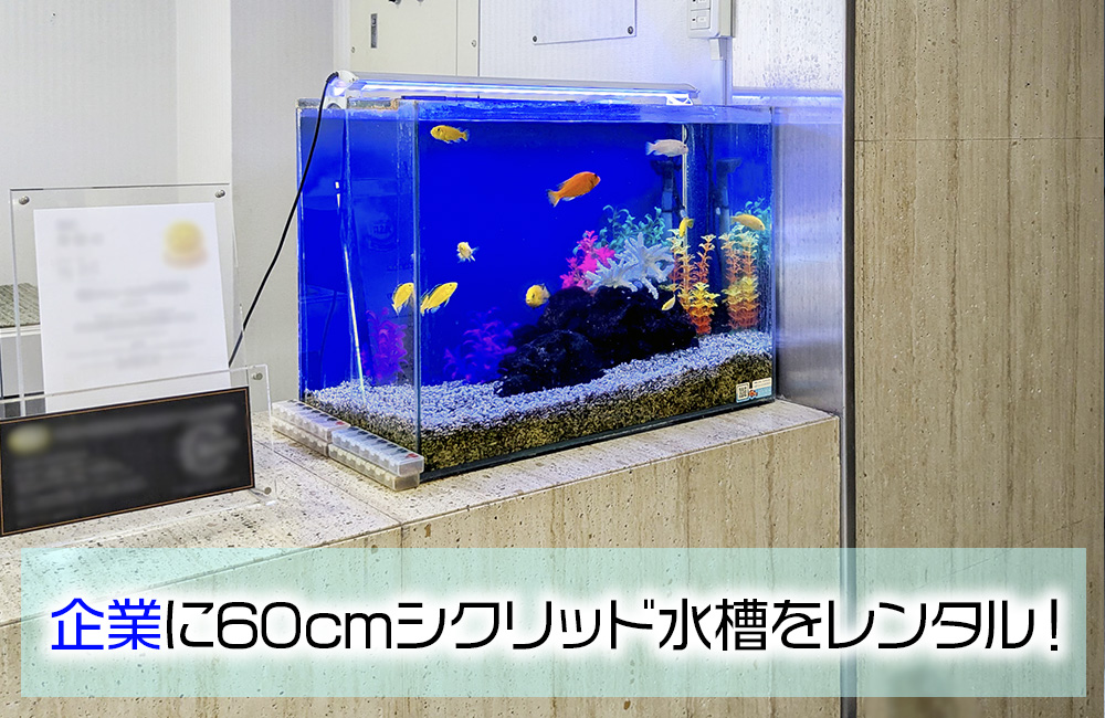 企業様の60cmシクリッド水槽を水槽レンタル・管理！12年目の様子 メイン画像