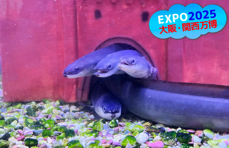 大阪・関西万博「近畿大学水産研究所」様の大型水槽をスポットメンテナンス 水槽画像4