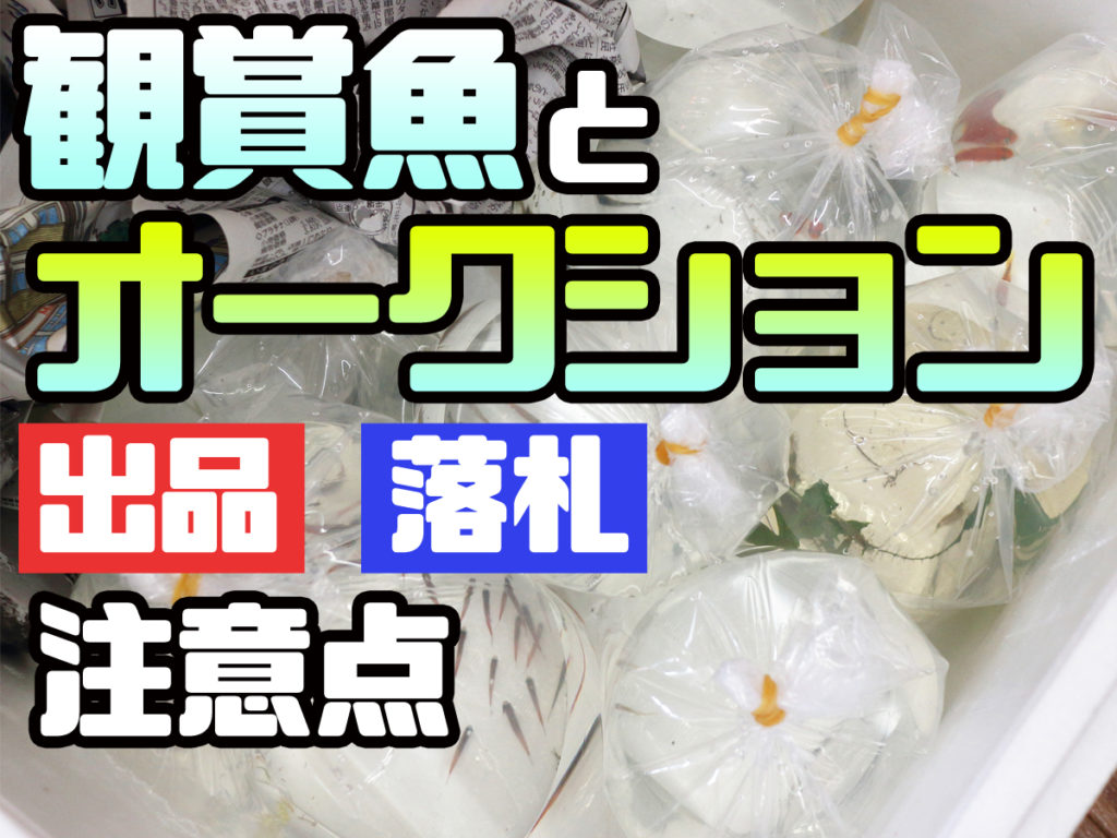 観賞魚とオークション!出品・落札の注意点と控えたほうがいい場合とはのサムネイル画像