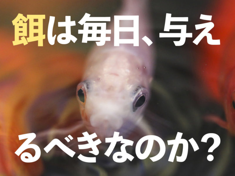 熱帯魚の餌は毎日与えるべき?与える頻度と飼育魚の健康を見分ける方法!