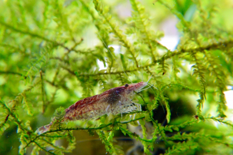 水草のウィローモスに掴まる赤色の観賞用エビ