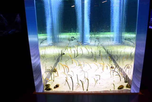 砂から顔を出すチンアナゴの仲間と気泡が昇る大型水槽