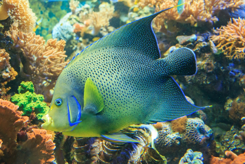 サンゴ礁を泳ぐ青い斑点模様の大型海水魚と色鮮やかなサンゴ群