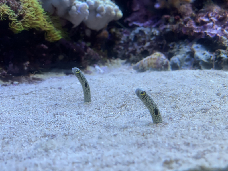 砂から顔を出す2匹のチンアナゴとサンゴ礁の底砂