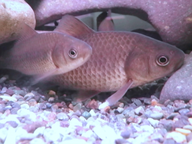 砂利を敷いた水槽の岩陰に潜む2匹のフナの仲間
