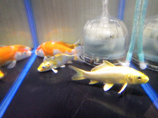 投げ込み式フィルターと泳ぐ金魚や錦鯉の仲間