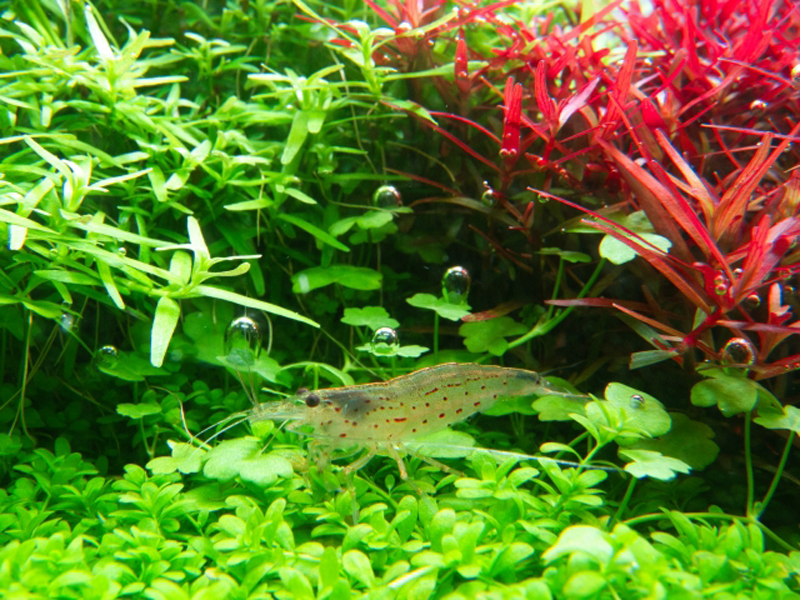 赤と緑の水草に囲まれて泳ぐエビと気泡のアップ画像