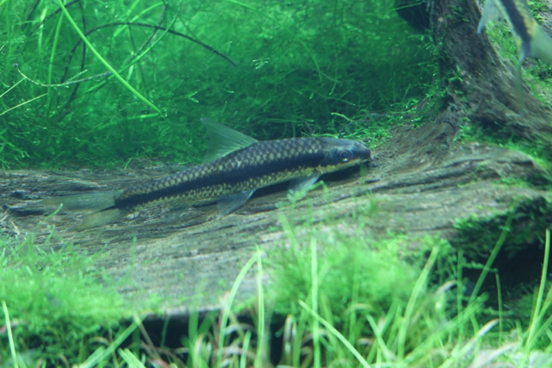 流木の上で休む黒いラインの入った熱帯魚と水草の風景
