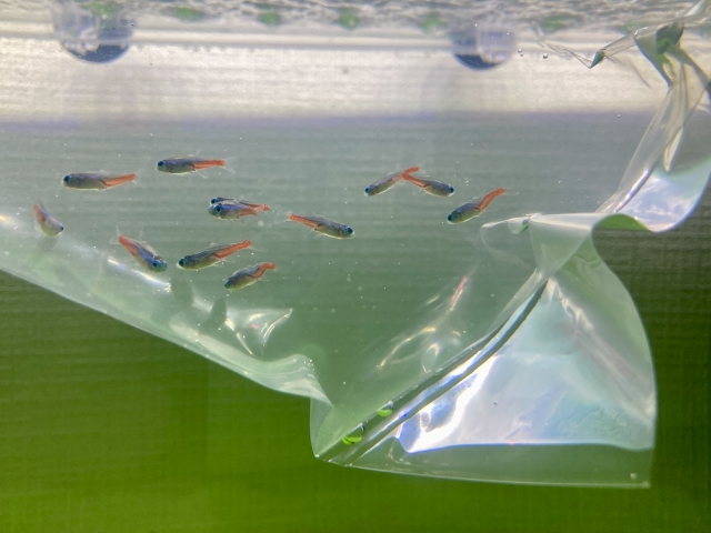 水槽に浮かべたビニール袋内のネオンテトラの仲間