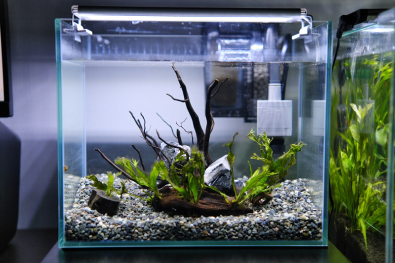 流木と石を配置した水草入り小型フレームレス水槽
