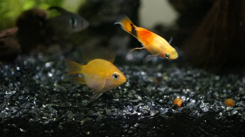 黒い砂利の上を泳ぐ黄色い熱帯魚とオレンジ色の熱帯魚