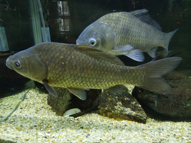 水槽内を泳ぐ2匹の大きなコイと底砂の石