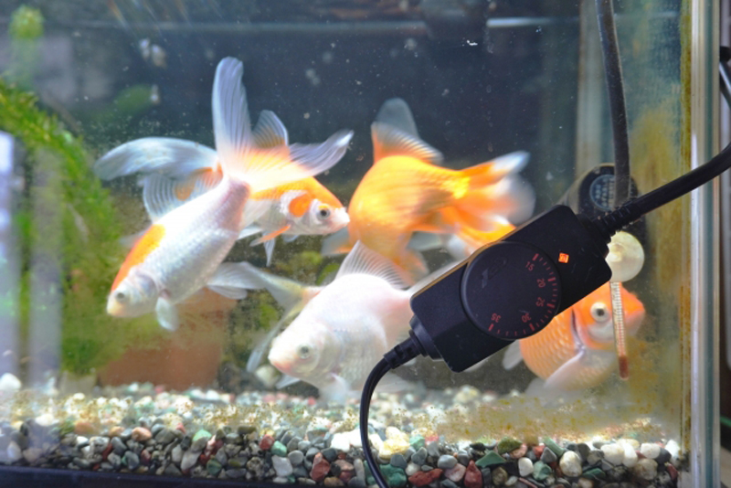 水槽の金魚と温度調節用サーモスタットのダイヤル部