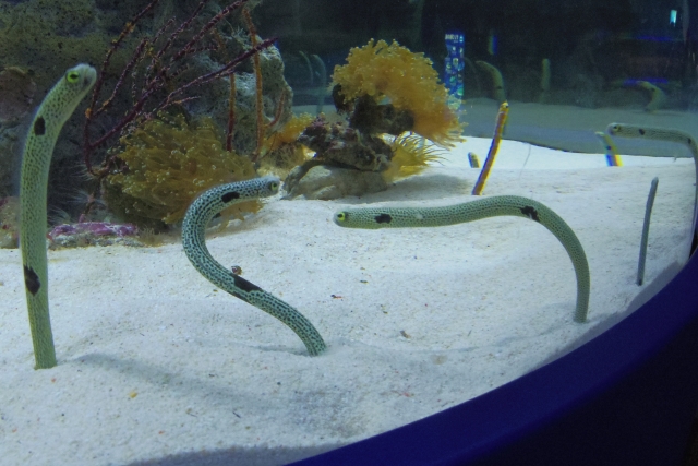 砂から体を出すチンアナゴの仲間と水槽内のサンゴ岩
