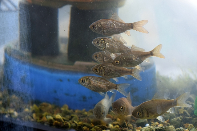水槽内を群れで泳ぐフナや金魚の仲間の稚魚たち