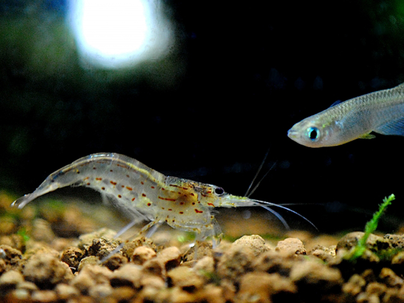 底砂の上のエビと泳ぐメダカの横顔