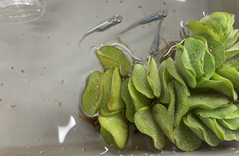 水面に浮かぶ浮き草と泳ぐ数匹のメダカの俯瞰画像