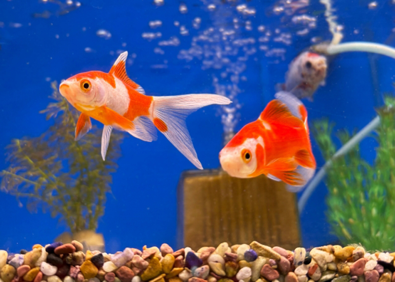 青い背景の水槽を泳ぐ赤と白の金魚と投げ込み式フィルター