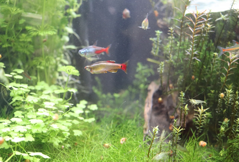 水草が茂る水槽内を泳ぐネオンテトラの仲間と小型熱帯魚