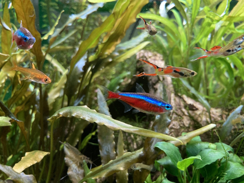 水草水槽を泳ぐネオンテトラの仲間とグッピーの混泳