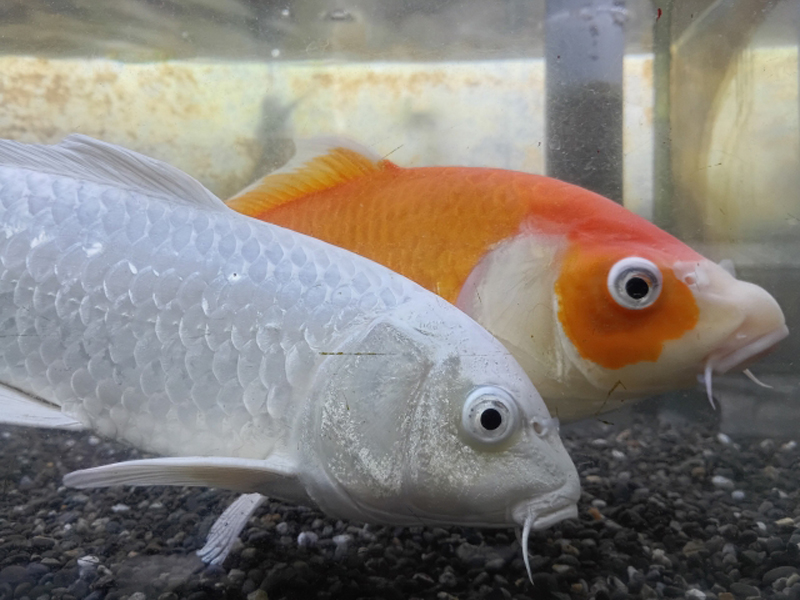 水槽内を泳ぐ白とオレンジの2匹の錦鯉の横顔