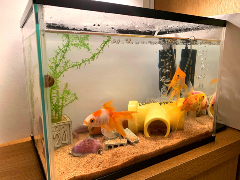 金魚と水草と黄色い土管のある室内飼育水槽の全景
