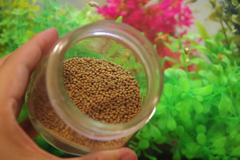 瓶に入った魚の餌と水槽内の水草やメダカの仲間